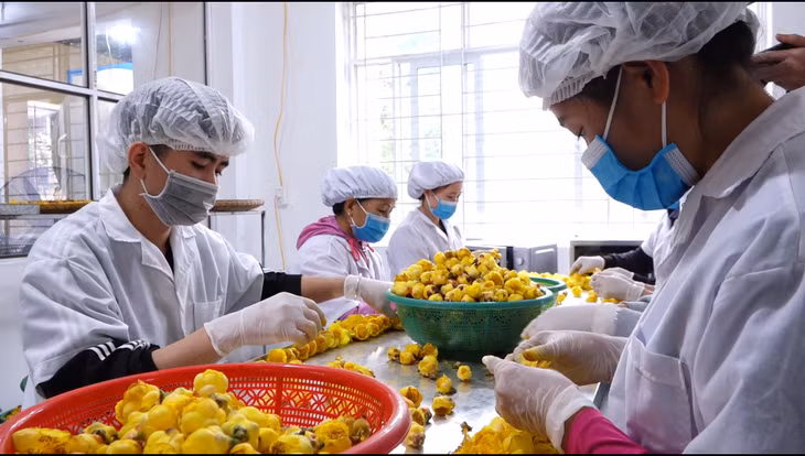 Sản xuất trà hoa vàng tại cơ sở của anh Nịnh Văn Trắng, xã Đạp Thanh (Ba Chẽ).