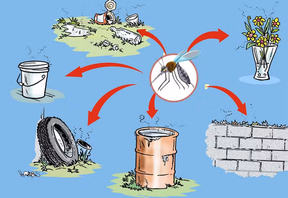 Cách kiểm soát sốt xuất huyết chủ yếu và hiệu quả nhất là xua muỗi, diệt muỗi, diệt bọ gậy ở những nơi muỗi thường đẻ trứng.