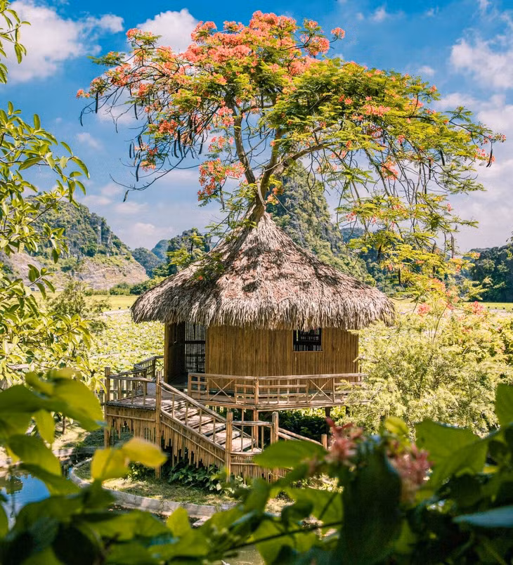 Theo kinh nghiệm của Công, nếu bạn muốn dậy sớm, không mất thời gian di chuyển tới khu hồ sen cũng như tốn phí vào cổng khu du lịch, hãy chọn ngủ lại homestay ở Hang Múa.
