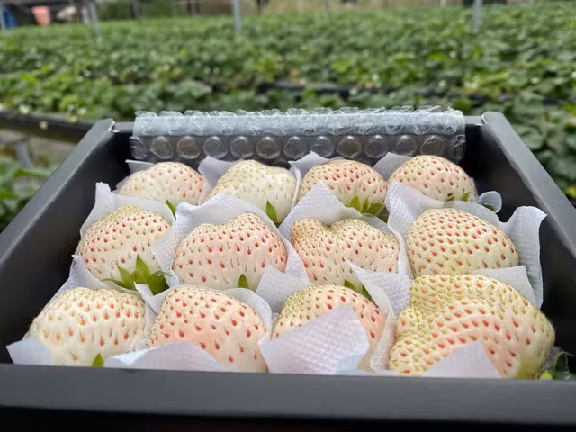 Loại quả này được dùng nhiều nhất là ăn tươi, làm salad, nước ép, sinh tố hay trang trí trong các món bánh ngọt. Dâu tây Bạch Tuyết được xếp vào hàng trái cây đắt đỏ bậc nhất trên thế giới.