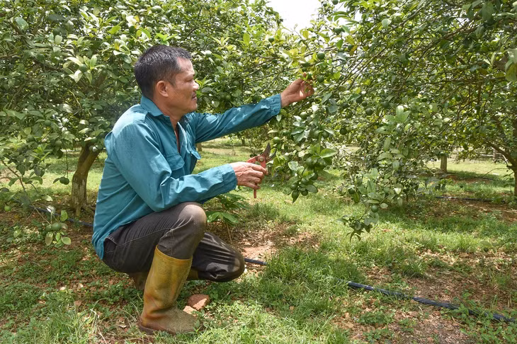 Anh Vũ Văn Thiết chăm sóc vườn chanh đào.