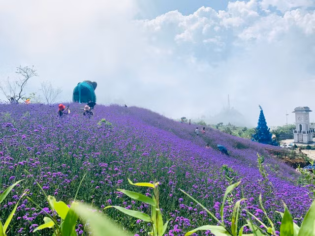 Vườn hoa mã tiền thảo rộng gần 8ha nằm ở khu vực nhà ga cáp treo Fansipan (Sa Pa, Lào Cai) đang vào độ bung nở rực rỡ, nhuộm kín khắp các sườn đồi mang đến cảnh sắc thiên nhiên ấn tượng.