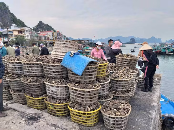 Ngư dân huyện Vân Đồn thu hoạch nhuyễn thể vụ Xuân - Hè. Ảnh chụp ngày 23/4