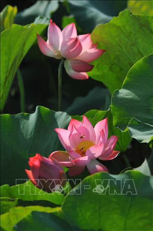 Thơ mộng sen hồng vùng đất cố đô Ninh Bình