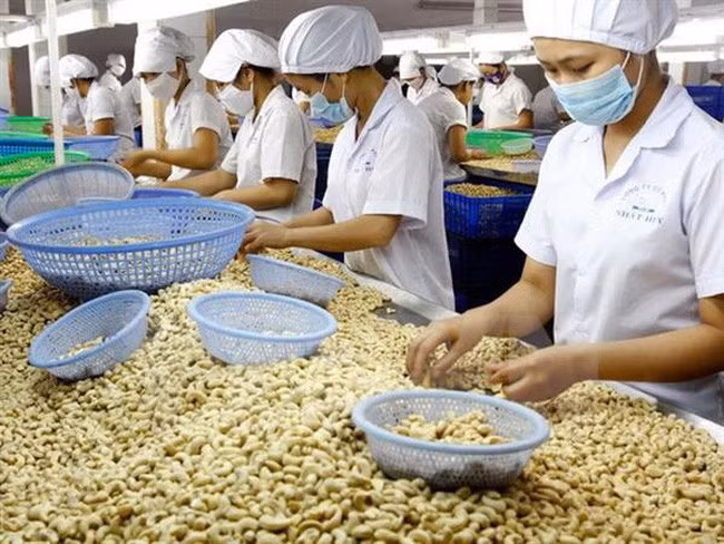 Xuất khẩu hạt điều được kỳ vọng sẽ tăng mạnh khi Hiệp định EVFTA có hiệu lực. (Ảnh minh họa: KT)