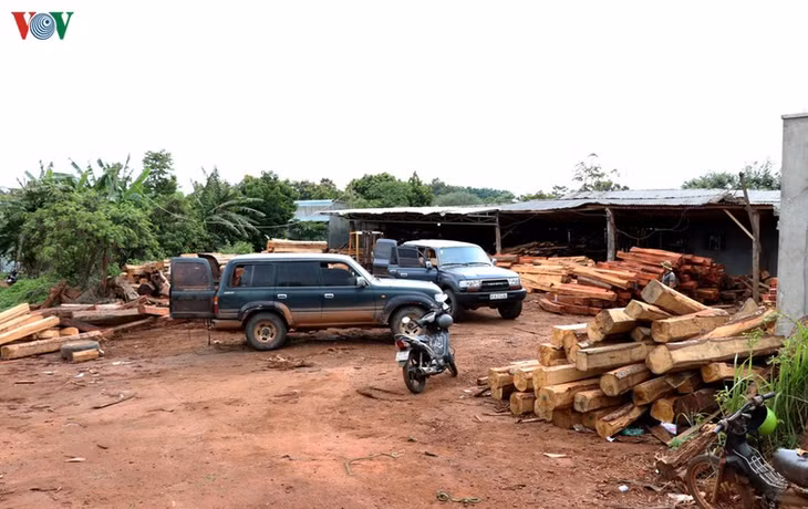  Gỗ trong kho của doanh nghiệp tư nhân Hùng Ny.