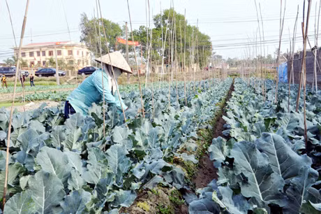 Xã Tiền An (TX Quảng Yên) đã hình thành vùng trồng rau màu tập trung mang lại hiệu quả cao.