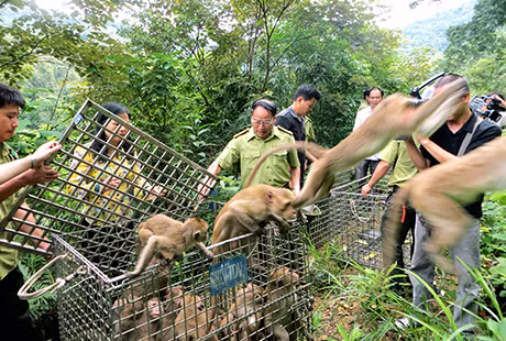 Thả khỉ đuôi dài về môi trường tự nhiên trên đảo Ba Mùn.
