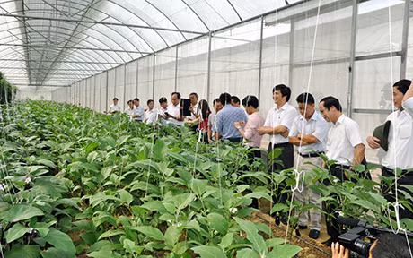 Các đại biểu thăm mô hình trồng rau hữu cơ của Công ty TNHH Minh Nam tại xã Sơn Dương