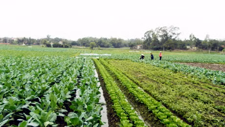 Dự án xây dựng thương hiệu “Rau an toàn Quảng Yên” được quy hoạch đến năm 2020 là 472ha tại Cộng Hoà, Tiền An và Sông Khoai (TX Quảng Yên).