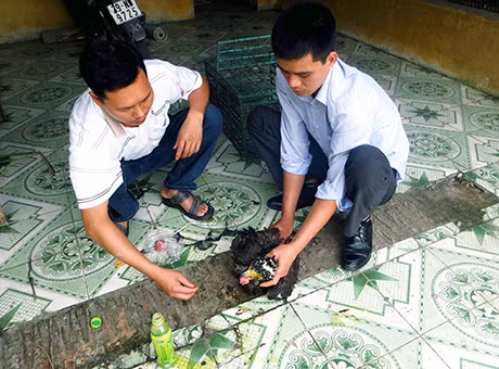 Chăm sóc diều hâu Miến Điện.