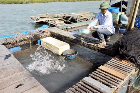 Khu nuôi cá lồng, bè của gia đình anh Hoàng Văn Liêm (xã Tân Lập, huyện Đầm Hà).
