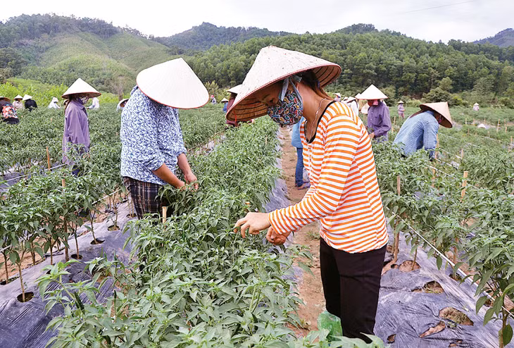 Dự án sản xuất ớt công nghệ cao của người dân xã Hà Lâu (huyện Tiên Yên). Ảnh: Hoàng Nga