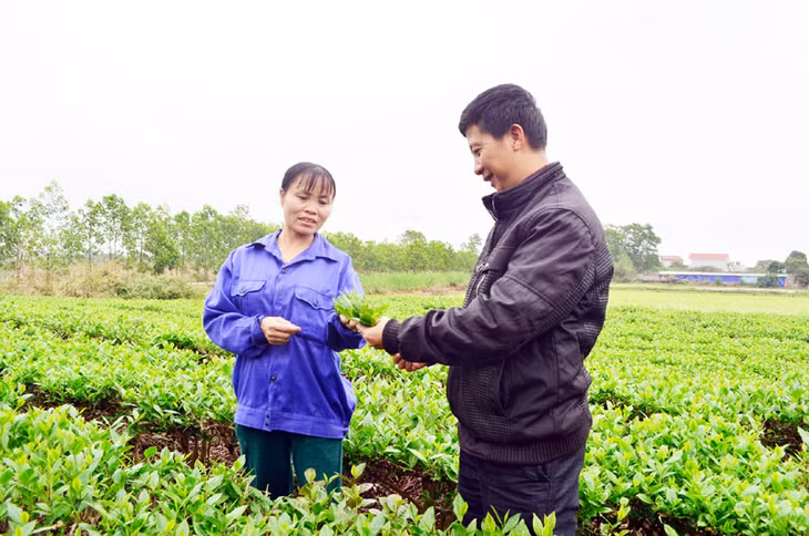 Nông dân xã Quảng Long (Hải Hà) canh tác cây chè theo quy trình VietGAP.