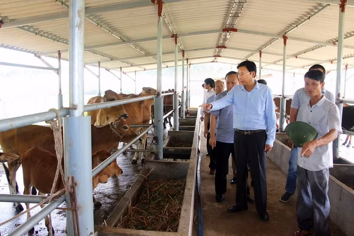 Đồng chí Bí thư Tỉnh ủy thăm mô hình chăn nuôi gia súc tại xã Quảng Tân, Đầm Hà.