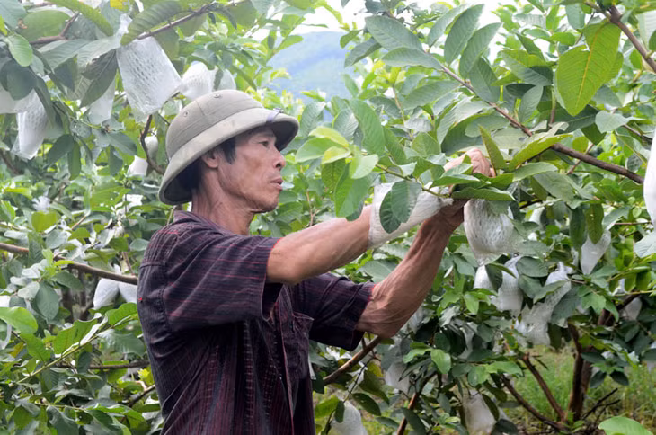 Trừ chi phí, gia đình ông Phan Văn Choong, thôn Đồng Đặng, xã Sơn Dương thu lãi trên 200 triệu đồng/năm từ cây ổi.