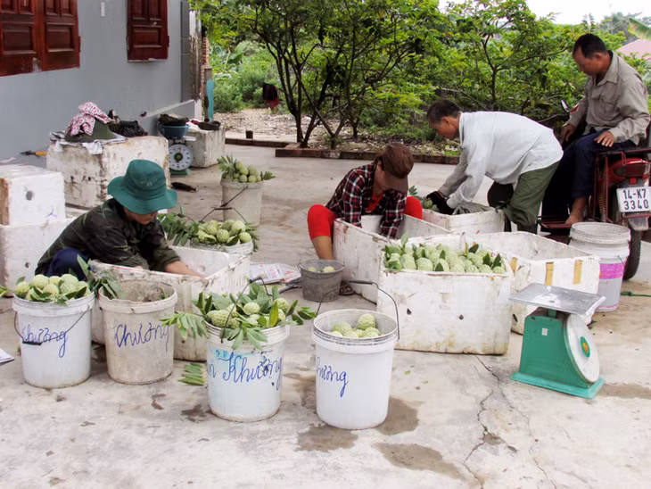 Người dân trồng na xã Việt Dân đóng na vào thùng để tiêu thụ. Ảnh: Đinh Yến (CTV)