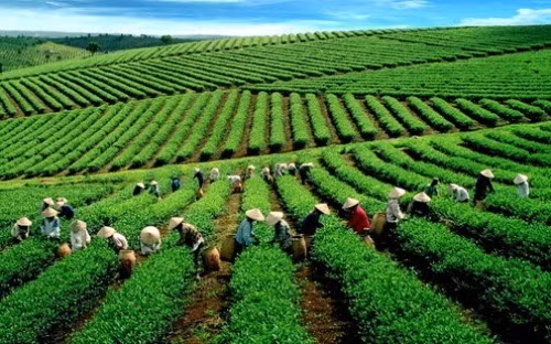 Cùng với 2 chương trình khác, chương trình tái cơ cấu kinh tế nông nghiệp của Bộ Nông nghiệp và Phát triển nông thôn có tổng vốn thực hiện lớn nhất, lên tới hơn 630 nghìn tỷ đồng.