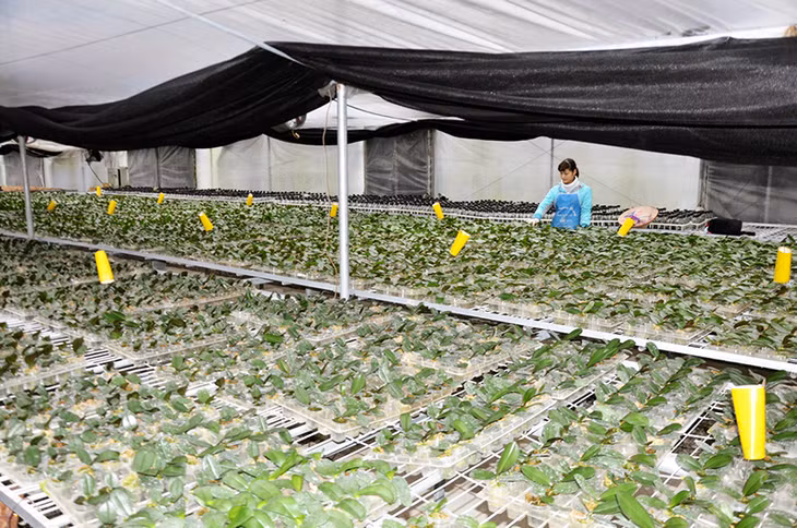 Để đầu tư 1.000m2 hoa lan trong nhà kính, người dân phải mất khoảng 4 tỷ đồng đầu tư mới đáp ứng điều kiện được hỗ trợ theo quyết định. (Chăm sóc hoa lan tại trang trại hoa Đồng Ho, huyện Hoành Bồ)