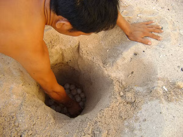 Di dời trứng vích về lò ấp.