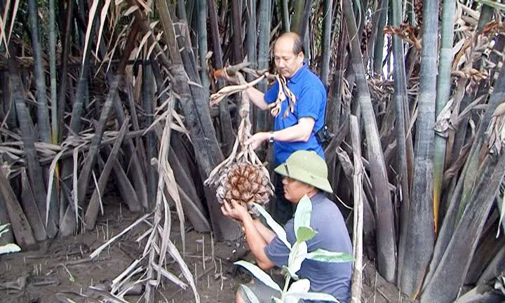 TS Hoàng Công Đãng (người đứng) cùng cộng sự kiểm tra sinh trưởng của quần thể dừa nước nguồn gốc từ Bến Tre trồng ở xã Điền Công (Uông Bí).