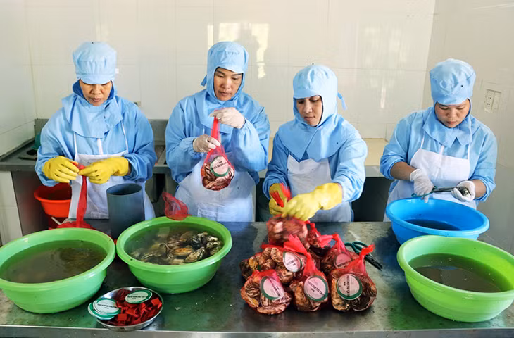 Sau khi phân loại, sơ chế, rửa sạch, hàu được chế biến thành 2 dạng chính: Nguyên con và tách vỏ lấy thịt đóng túi.
