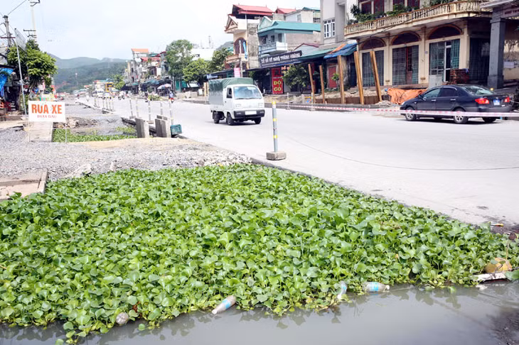 Người dân phải dùng bèo để khử mùi hôi thối do nước thải tù đọng tại vị trí nền đường dự án đã triển khai. (Ảnh chụp tại tổ 1, khu 1B, phường Quang Hanh, TP Cẩm Phả)