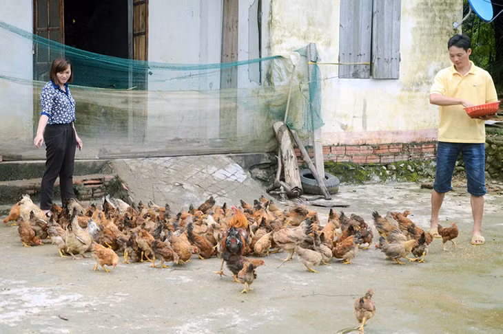 Chị Hoàng Thị Đạo tới thăm mô hình nuôi gà của gia đình hội viên Lỷ A Hồ, thôn Khe Lục.