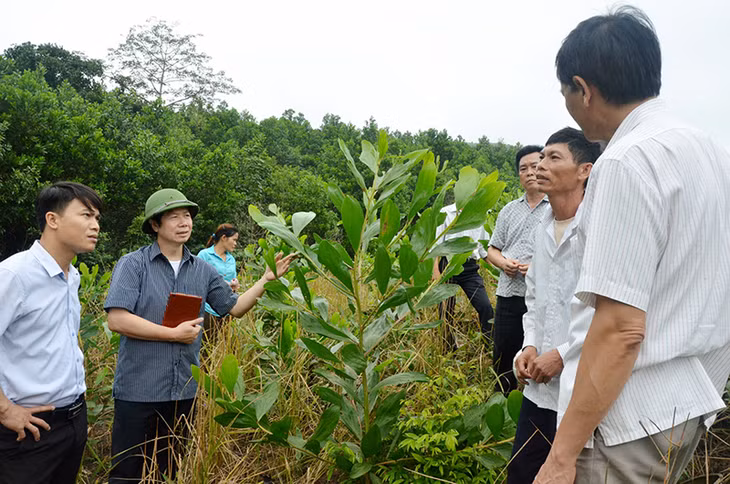 Cán bộ HND tỉnh và Ban Dân tộc tỉnh kiểm tra mô hình trồng cây keo của gia đình ông Trịnh Xuân Thành (thôn Khe Mười, xã Đồn Đạc, huyện Ba Chẽ).