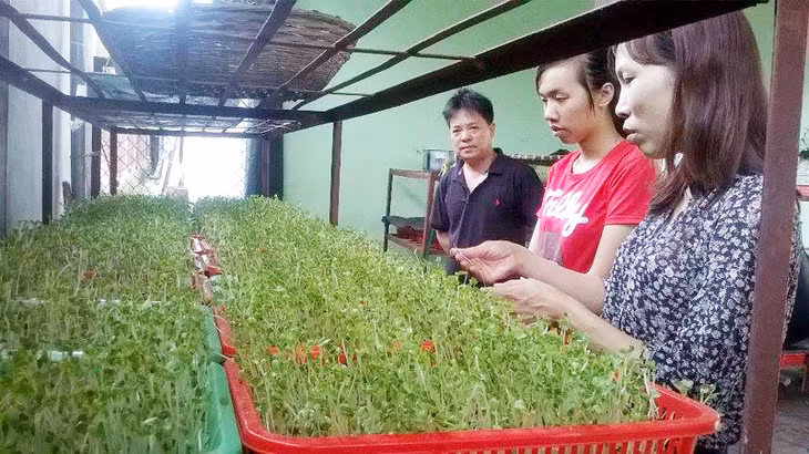 Rau mầm Song Hành Quảng Yên.