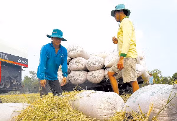 Có nên sản xuất lúa gạo bằng mọi giá khi hiệu quả mang lại ngày càng thấp. Trong ảnh là nông dân đang thu hoạch lúa. Ảnh: Lê Hoàng Vũ