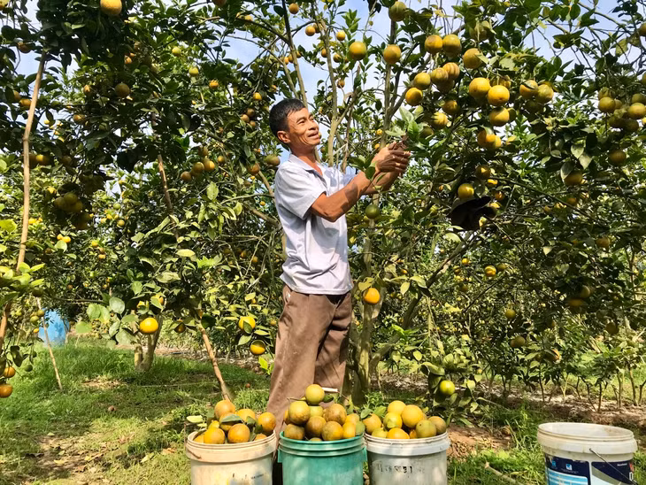 Người dân thôn Đồng Vàng, xã Sơn Dương phấn khởi với những mùa nông sản bội thu.