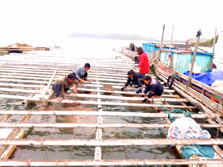 Hiện Lê Thị Hải nuôi ngao hai cùi với quy mô khoảng 20.000 lồng, sản lượng khoảng 40 tấn/năm.