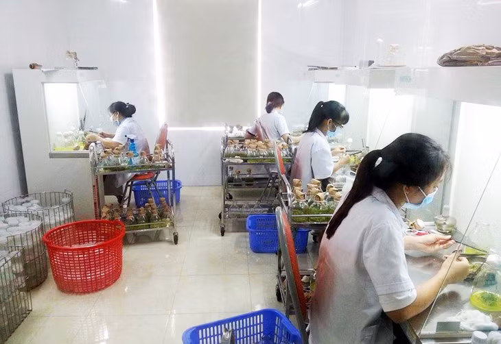 Nơi ươm giống cây của Công ty 