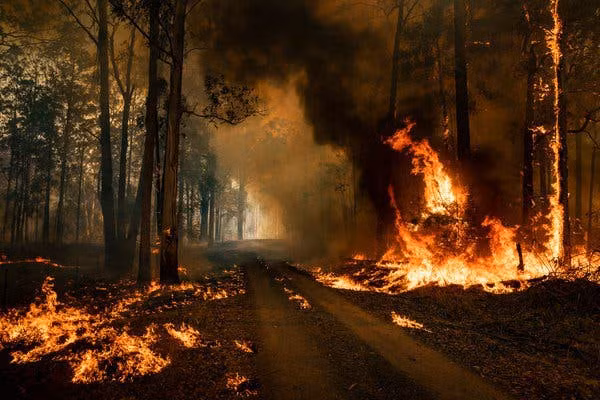 Cháy rừng ở Australia. Ảnh: NYT.