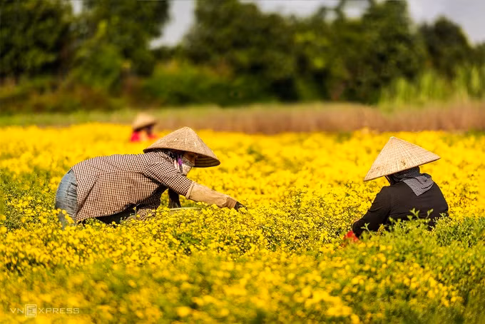 Người dân cho biết, chỉ có hoa cúc trồng ở đây mới tạo ra vị đặc trưng và sản lượng lớn. Nhiều nơi đã đưa hoa về trồng thử nhưng nở to như cái chén, không mùi hương.