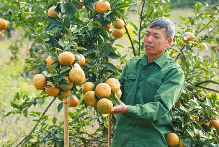 Mô hình 