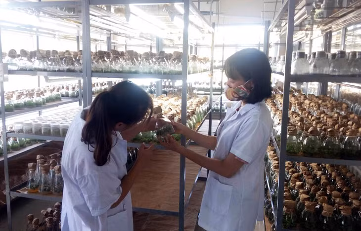 Nghiên cứu, sản xuất các giống cây trồng tại Công ty TNHH MTV Thương mại dịch vụ khoa học Thái Dương (TX Quảng Yên).