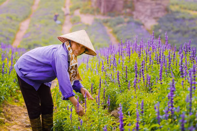 Khu vườn được các nhân viên chăm sóc hàng ngày. Vườn mang tên Thảo Nguyên Hoa, gần vườn nhãn Gia Lâm. Để đến đay, bạn xuất phát từ đê Long Biên rồi đi thêm chừng 1,5 km nữa theo hướng cầu Vĩnh Tuy, sau đó rẽ vào đường Thạch Cầu chừng một km nữa là tới.