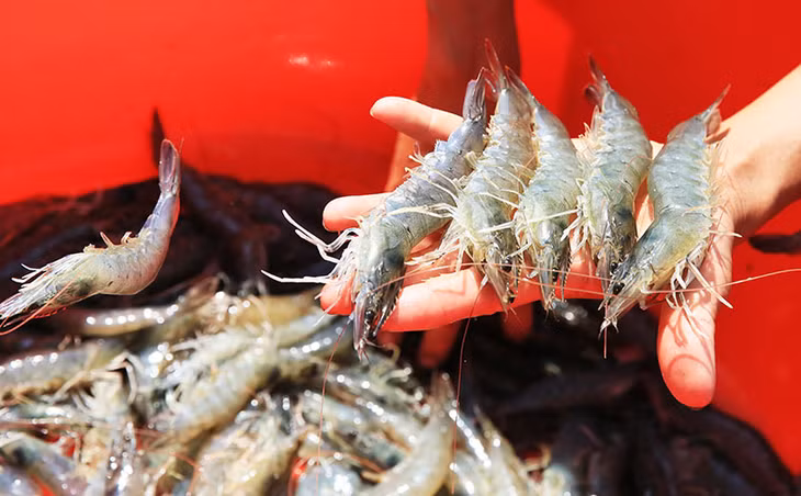 vào mùa nghịch nhưng đạt kết quả tốt nhờ con giống Việt – Úc chống chịu và tăng trưởng tốt, 2 ao thu về 16 tấn, size 28 con/kg