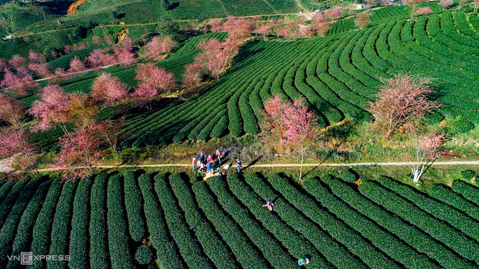 Những rặng mai anh đào ở Sa Pa thuộc khuôn viên của một nông trường chè tư nhân nên việc tham quan bị hạn chế. Du khách có thể ngắm toàn cảnh mùa hoa trên con đường dẫn lên đèo Ô Quý Hồ.