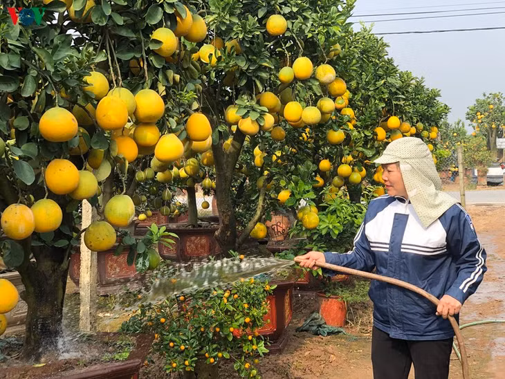 Chăm sóc những gốc bưởi trước khi đưa ra thị trường.