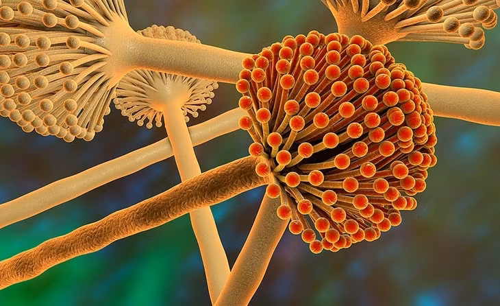 Aflatoxin được đánh giá nguy hiểm gấp 68 lần so với độc Asen