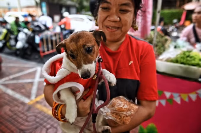 Một chú chó cũng được mặc áo đỏ đón Giáng sinh ở thủ đô Bangkok, Thái Lan.