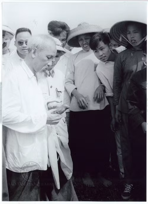Chủ tịch Hồ Chí Minh đề nghị đồng chí Hoàng Chính, Bí thư Tỉnh uỷ Hải Ninh, bới xem chất lượng giống khoai lang bà con trồng trên đảo Cô Tô, ngày 9/5/1961.