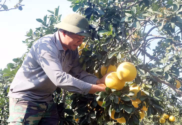 Mô hình trồng bưởi Diễn của ông Nguyễn Văn Hạnh, thôn Đồng Ý, xã Việt Dân, TX Đông Triều.