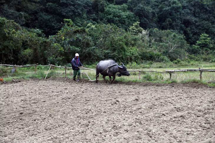 Mặc dù đã 74 tuổi nhưng ông Tằng Chắn Cóong vẫn chăm chỉ cùng con cháu lao động sản xuất.