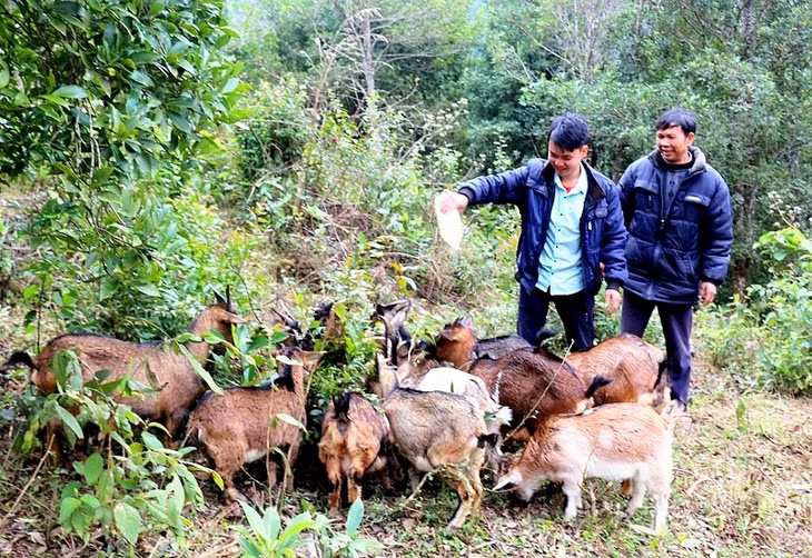 Mô hình chăn nuôi dê bán hoang dã của đảng viên trẻ Chíu Văn Thoòng, thôn thôn Khe Coóc, xã Tình Húc (Bình Liêu) là một trong những mô hình phát triển sản xuất cho thấy hiệu quả thực tế, 