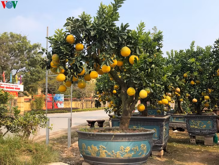 Ngay từ thời điểm này, nhiều nhà vườn đã bày bán những chậu bưởi cảnh phục vụ nhu cầu mua cây từ rất sớm của khách hàng.