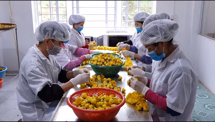 Chế biến trà hoa vàng OCOP tại cơ sở sản xuất của anh Nịnh Văn Trắng, xã Đạp Thanh, huyện Ba Chẽ.